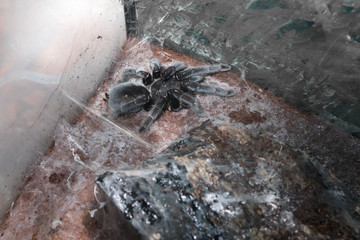 Large shaggy spider next to the web