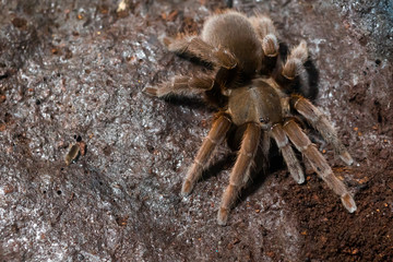 Asian spider tarantula next to a spider web, top view