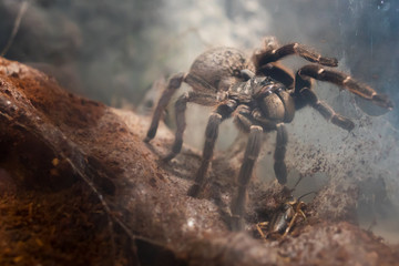 Huge asian tarantula in natural habitats