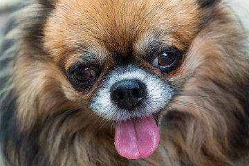black and brown fur color . cute pomeranian dog . close up young puppy 