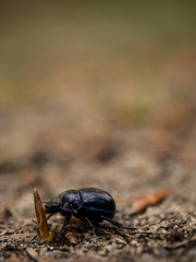 käfer