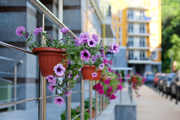 Urban purple flowers in pots on blurred street background. City decoration ideas.