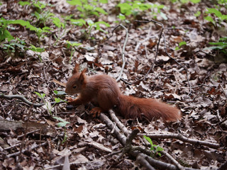 eichhörnchen