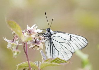 Aporia crataegi eating