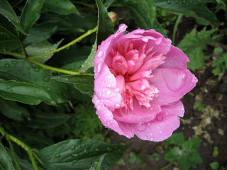 Obraz premium Pink peonies in the garden. Blooming pink peony. Closeup of beautiful pink Peonie flower.