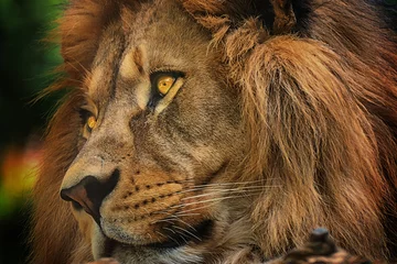 Crédence de cuisine en verre imprimé Lion Lion de visage de détail de portrait de couleurs