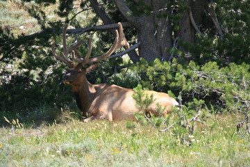 Elk with Felt Antlers at Rest