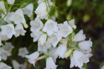 Kwitnący biały dzwonek karpacki  white bellflower