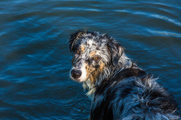 Fototapeta premium Australian Shepherd Welpe am See