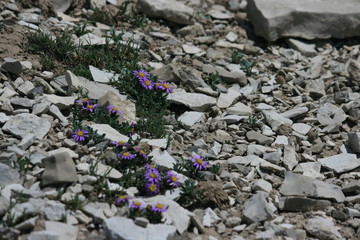 Purple Flowers Among The Rocks