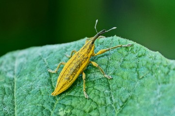 a large yellow beetle sits on a green leaf