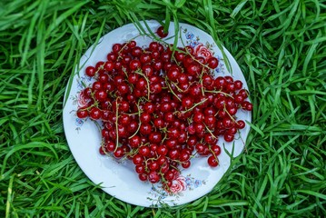 red currant berries on a white plate in green grass