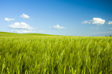 Naklejka na ściany i meble Green barley field and blue sky
