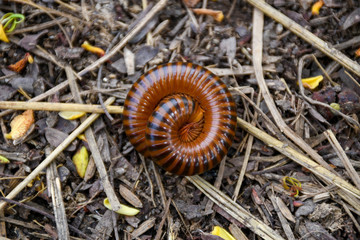 Natural beauty of millipede on dry grass