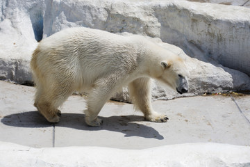 Fototapeta na wymiar Polar bear. The polar bear is a typical inhabitant of the Arctic. Polar bear is the largest representative of the entire order of carnivorous.