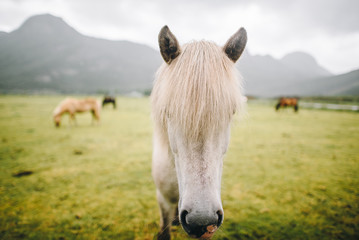 beautiful portrait of a horse in a Norwegian summer field with a Lofoten background