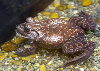 American Bullfrog. Bull frog is one of the largest toads on the planet.