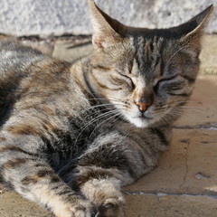 Einsame verlassene Katze ohne Zuhause...