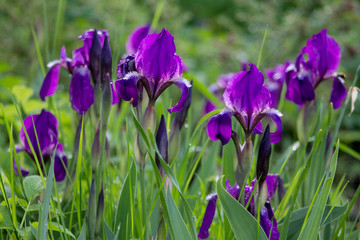 Bunch of beautiful iris flowers in trendy ultra violet bright juicy color outdoors on a flower bed in the garden or park