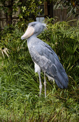 Shoebilled stork. This is the most unusual bird in the world. Shoebilled stork is so unusual and little studied that it is considered one of the most mysterious creatures on our planet. He is a relati