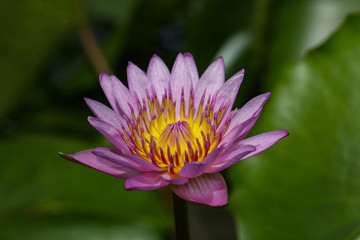 Beautiful pink lotus flower