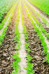 Obraz premium a young carrot grows in the soil close-up. farming, eco-friendly agricultural products, detox, fresh vegetables, vegetarian food