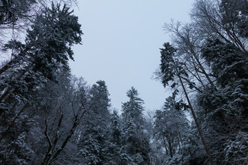 Winter Forest