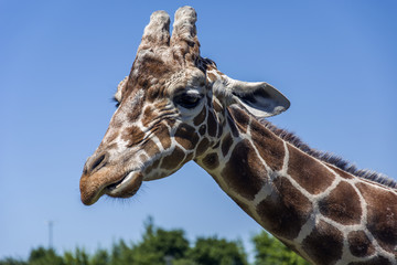 Giraffe head and neck