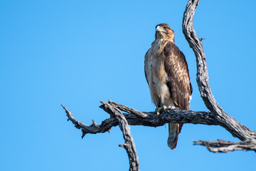 African Hawk Eagle