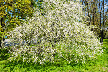 Blossoming cherry tree in a park on spring