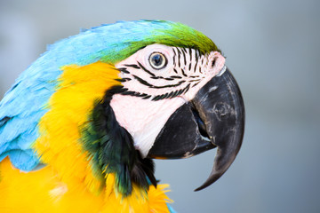 Parrot Ara close up portrait