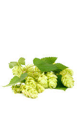 Hop close-up isolated on a white background.