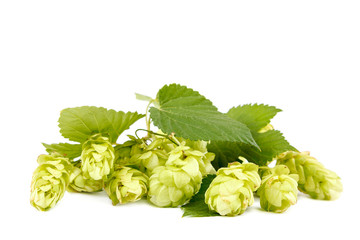 Hop close-up isolated on a white background.