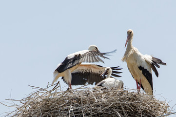 storks in the nest with puppies