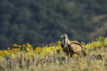 Griffon Vulture - Gyps fulvus, large brown white headed vulture from Old World and Africa.