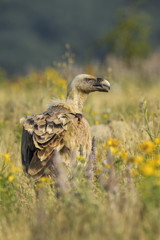 Griffon Vulture - Gyps fulvus, large brown white headed vulture from Old World and Africa.