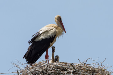 storks in the nest with puppies