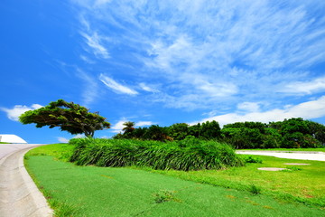 Obraz premium Beautiful sunny day blue sky and white cloud view with fresh green tree and grass in Japan Okinawa