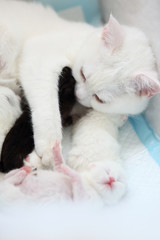 white cat with newborn kittens
