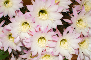 flowers of cactus
