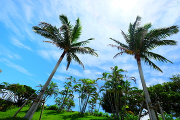 Obraz premium Beautiful sunny day blue sky and white cloud view with tree and grass in Japan Okinawa