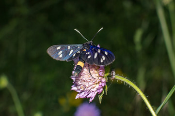butterfly amata phegea