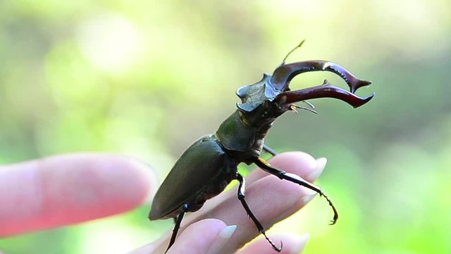 Lucanus cervus, beetle, stag beetle, male, on the hand