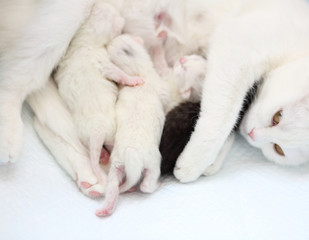 white cat with newborn kittens