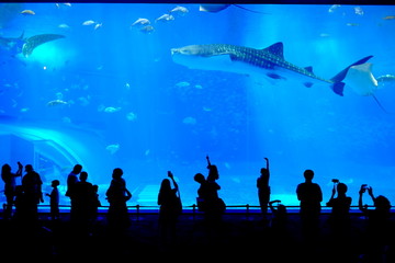 Beautiful Fish in the deep blue sea in Japan Okinawa