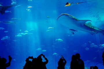 Fototapeta na wymiar Beautiful Fish in the deep blue sea in Japan Okinawa