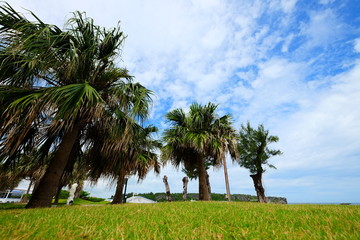 Beautiful sunny day blue sky and white cloud view with tree and grass in Japan Okinawa