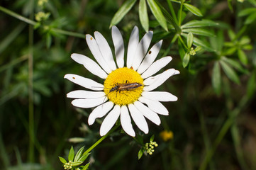 insect on the chamomile