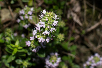 flowers vitex agnus-castus