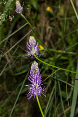 violet flower phyteuma